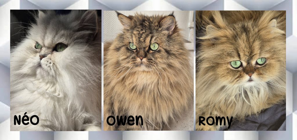 Photo Collage Maker_2025_04_05_04_33_15